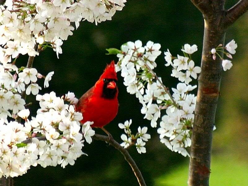 Red Cardinal on Branch — Serene, Spring, Photograph, White Flowers