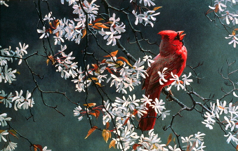Red Cardinal on Branch — Serene, Spring