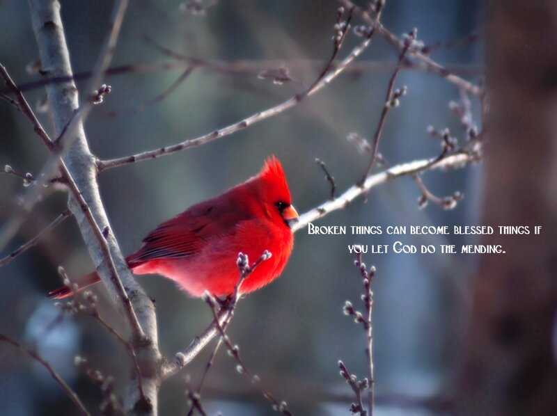 Red Cardinal on Branch — Serene, Winter, Photograph, Bird