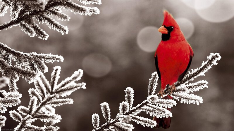 Red Cardinal on Branch — Serene, Winter, Photograph, Frosty Branches