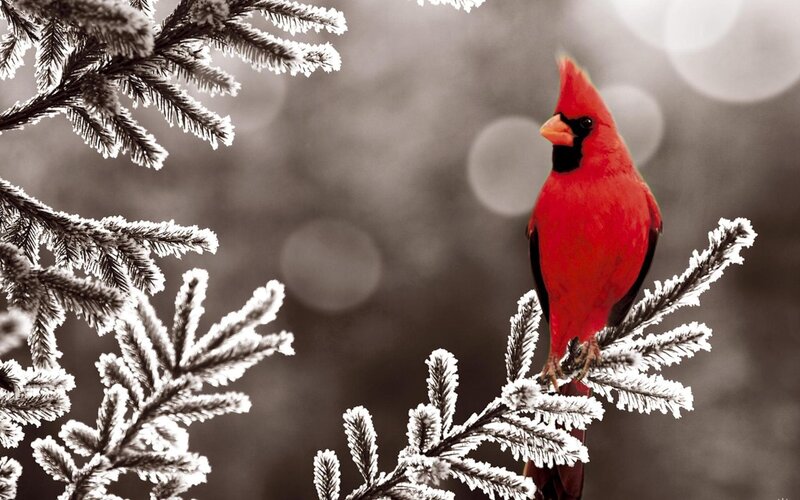 Red Cardinal on Branch — Serene, Winter, Photograph