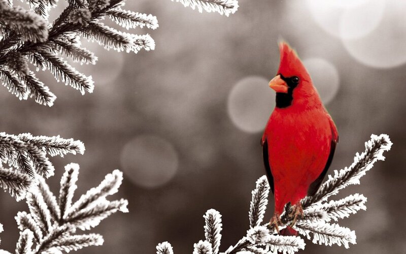 Red Cardinal on Branch — Serene, Winter