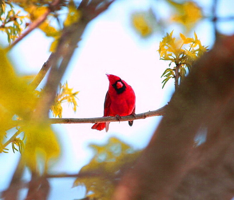 Red Cardinal on Branch