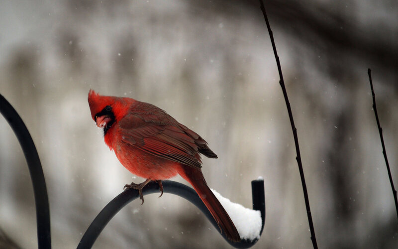 Red Cardinal on Feeder — Calm
