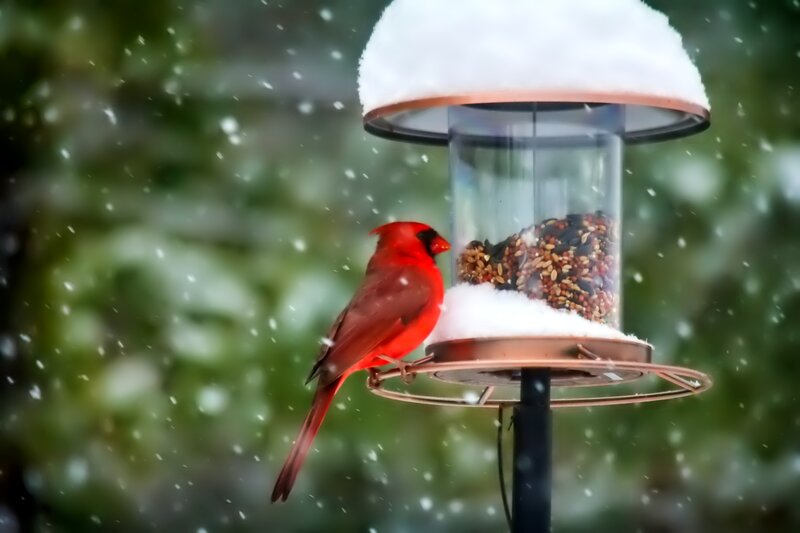Red Cardinal on Feeder — Calm, Winter