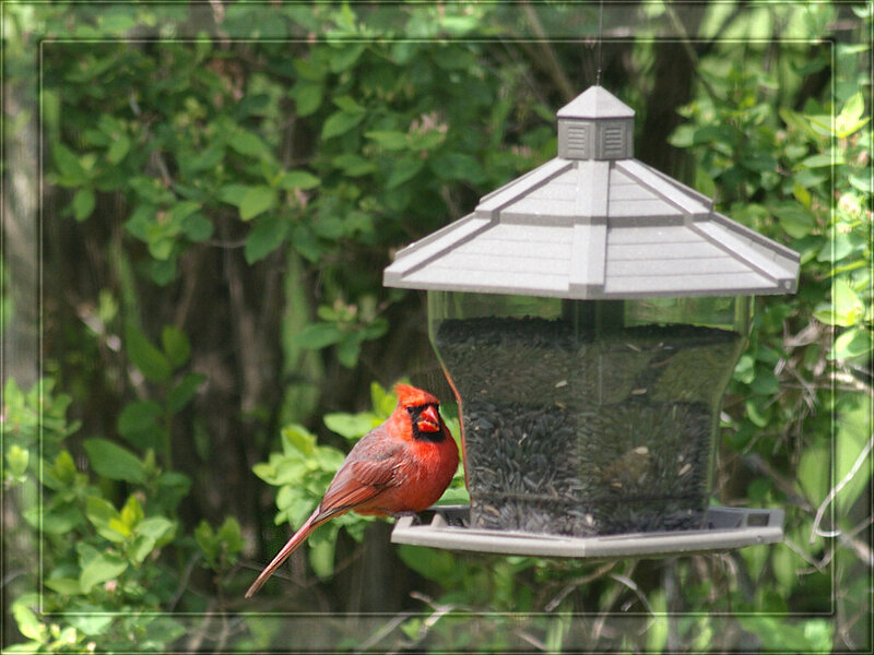 Red Cardinal on Feeder