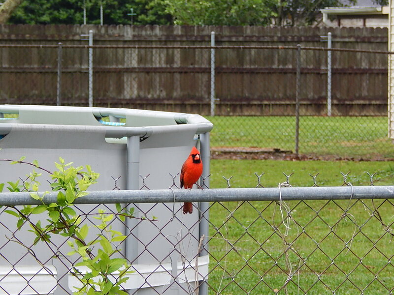 Red Cardinal on Fence — Calm, Afternoon