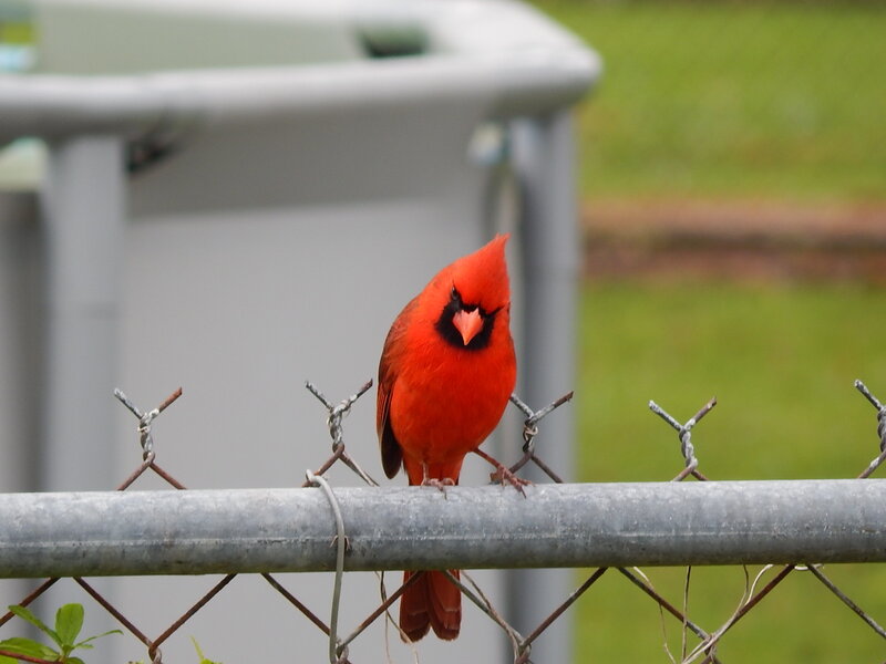 Red Cardinal on Fence — Calm