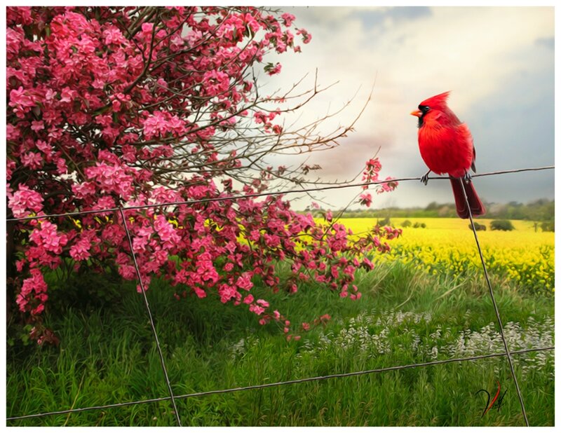 Red Cardinal on Fence — Serene