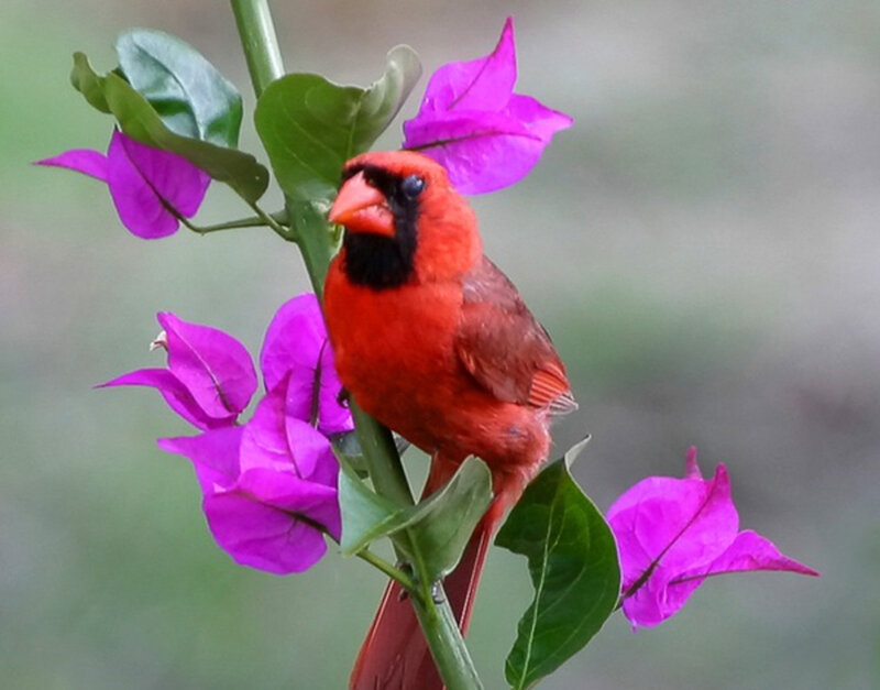 Red Cardinal on Flower