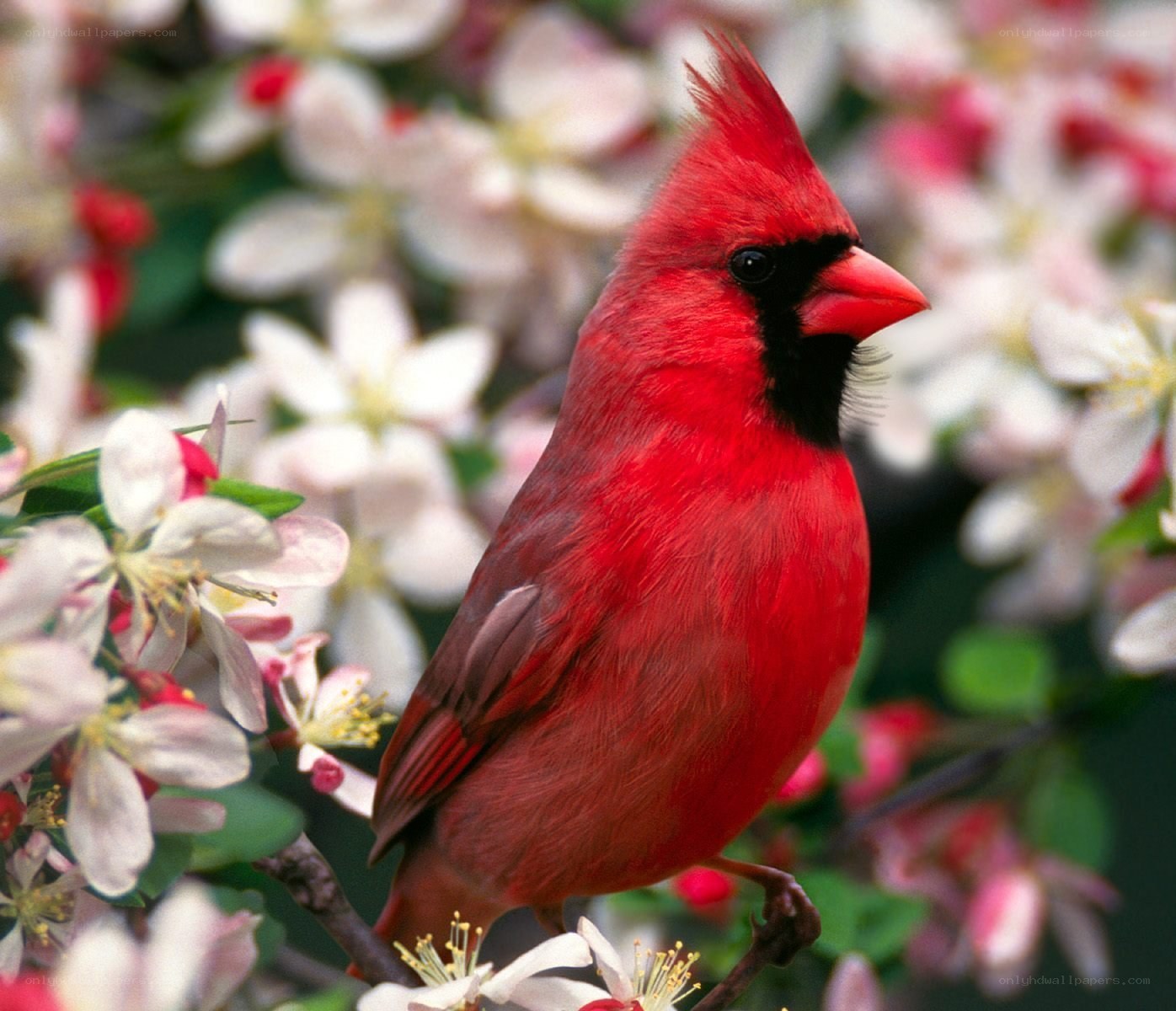 Red cardinal on flowering branch