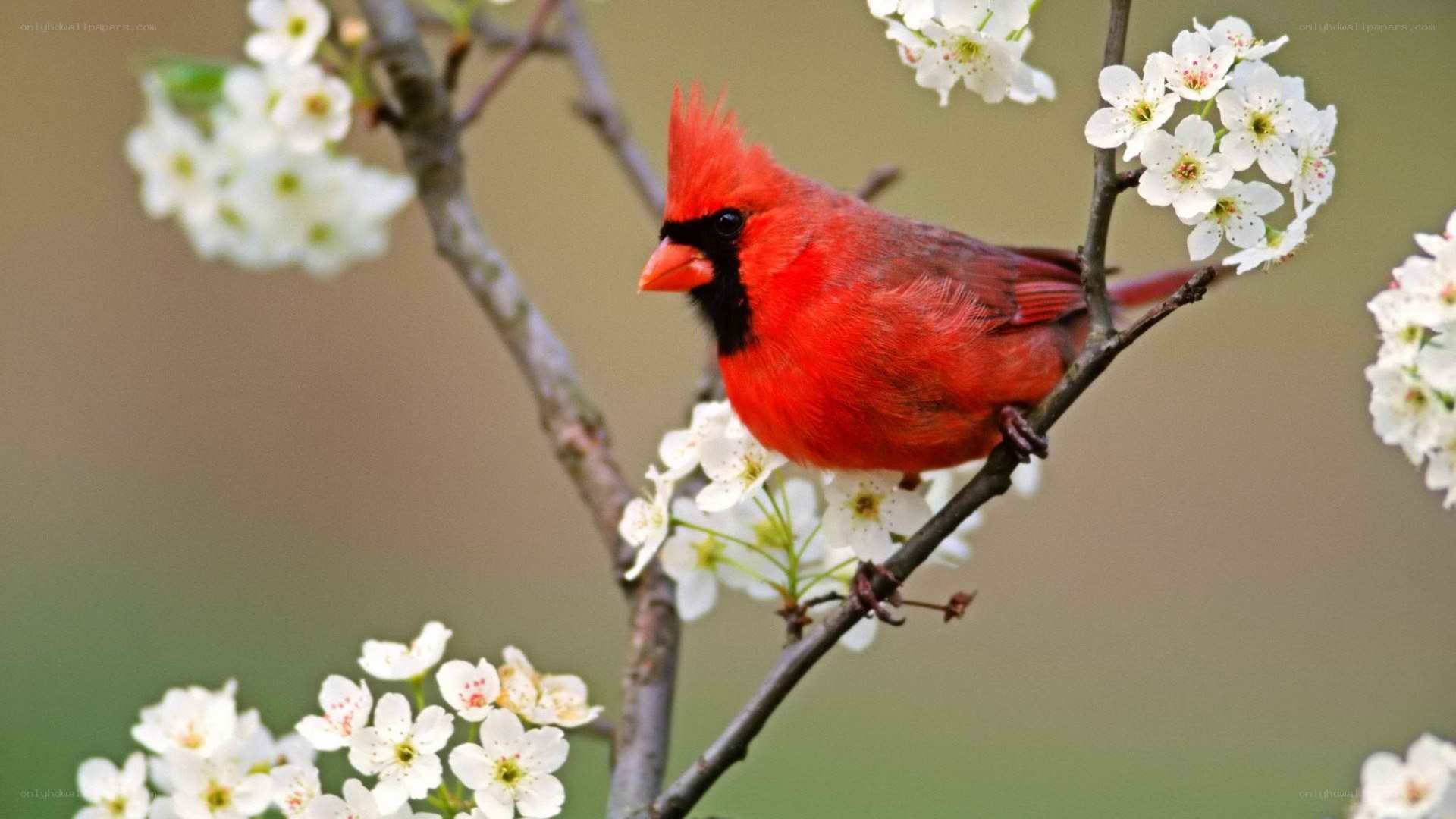 Red cardinal on flowering branch