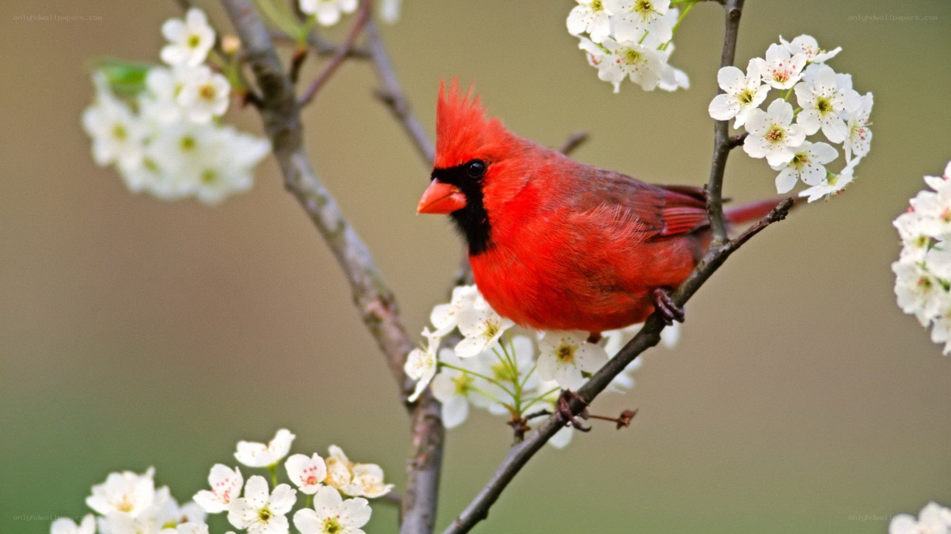 Red cardinal on flowering branch