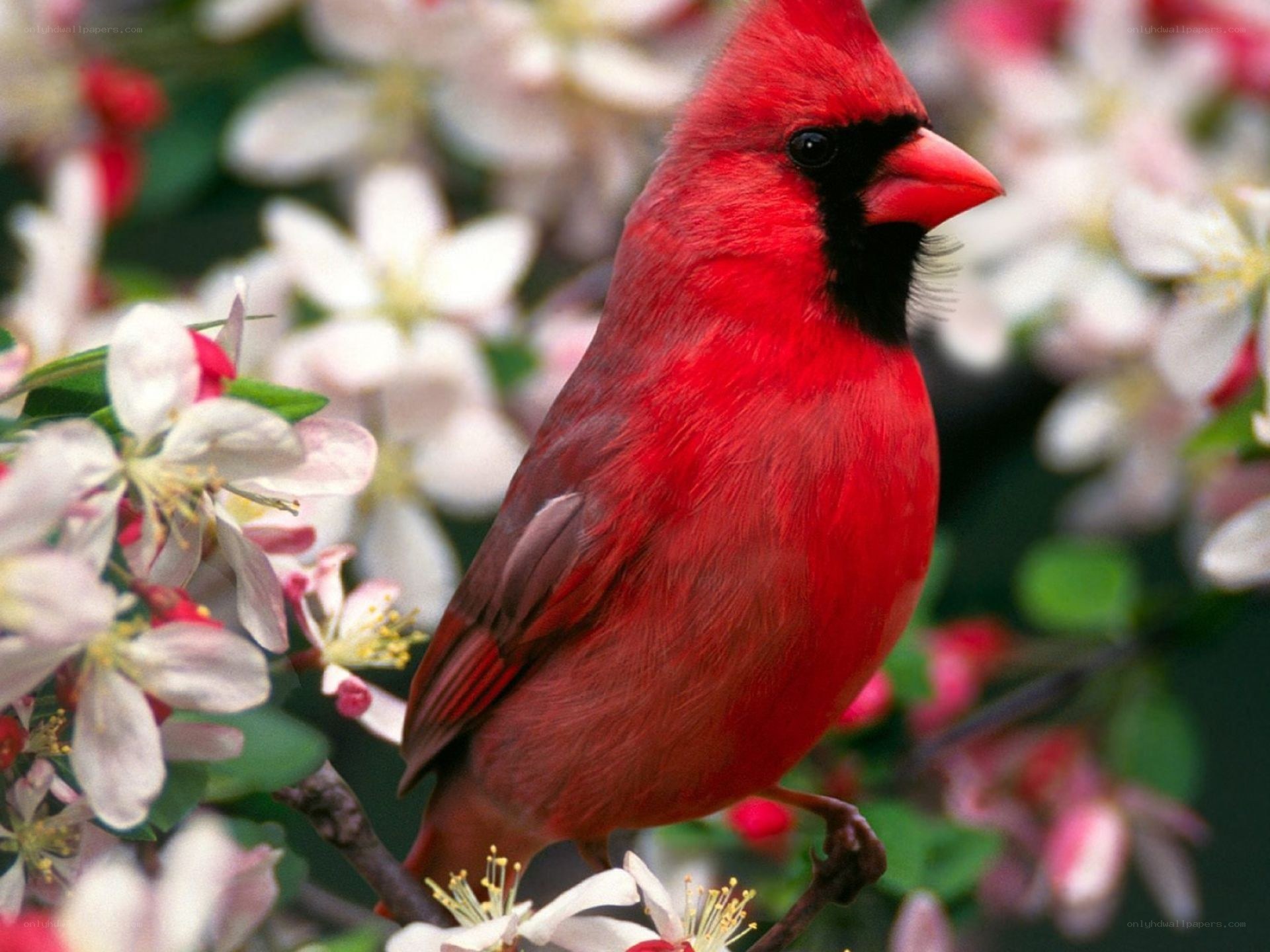 Red cardinal on flowering branch