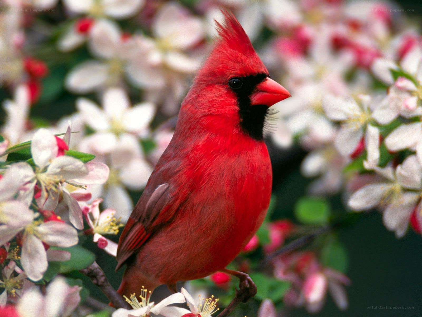 Red cardinal on flowering branch