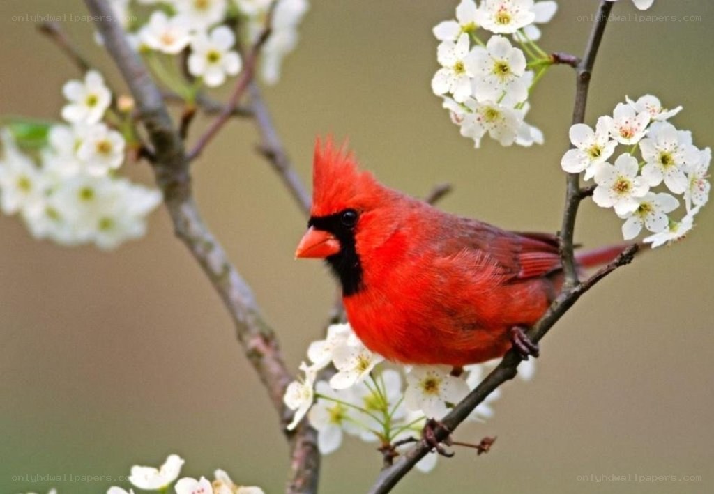 Red cardinal on flowering branch