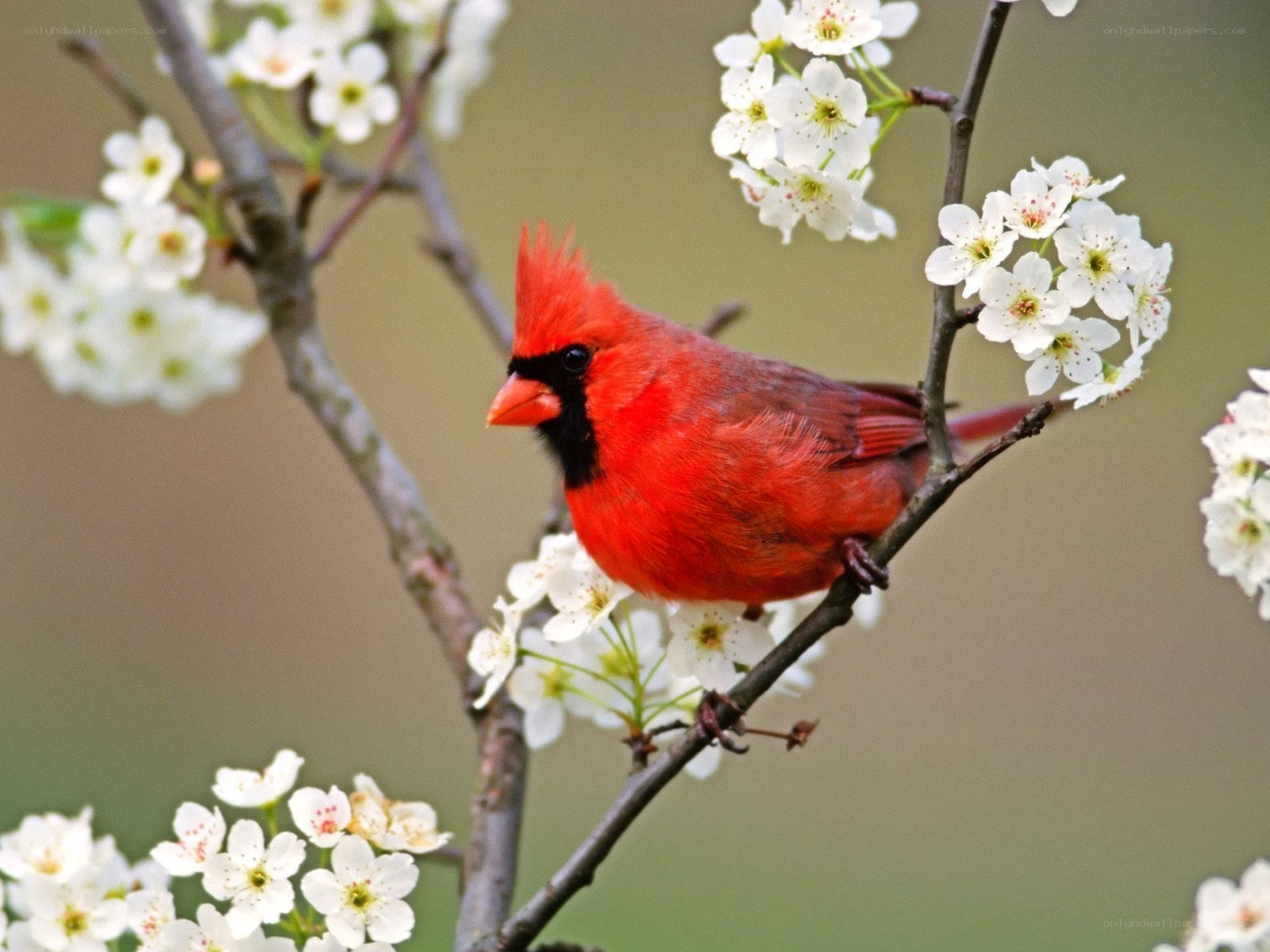 Red cardinal on flowering branch