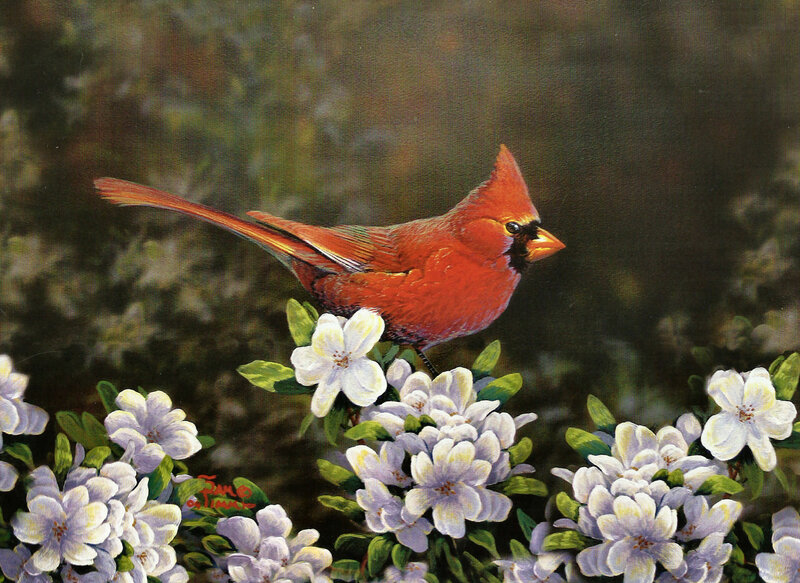 Red Cardinal on Flowers