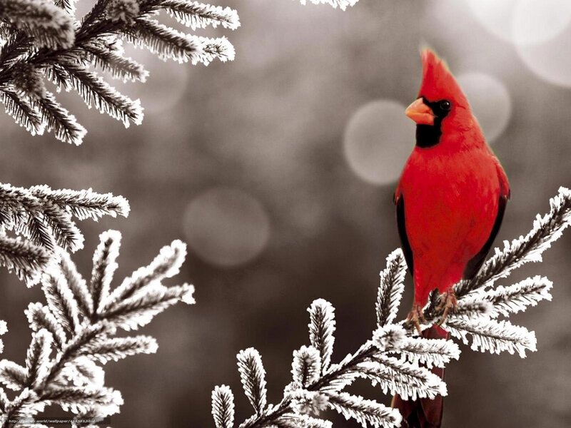 Red cardinal on frosty branch