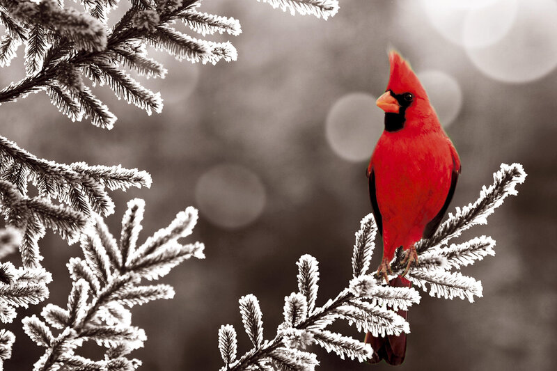Red cardinal on frosty branch