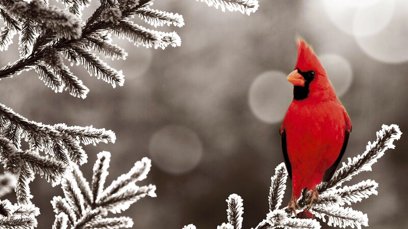 Red cardinal on frosty branch