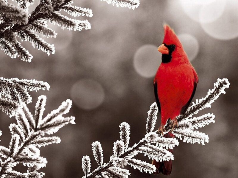 Red cardinal on frosty branch