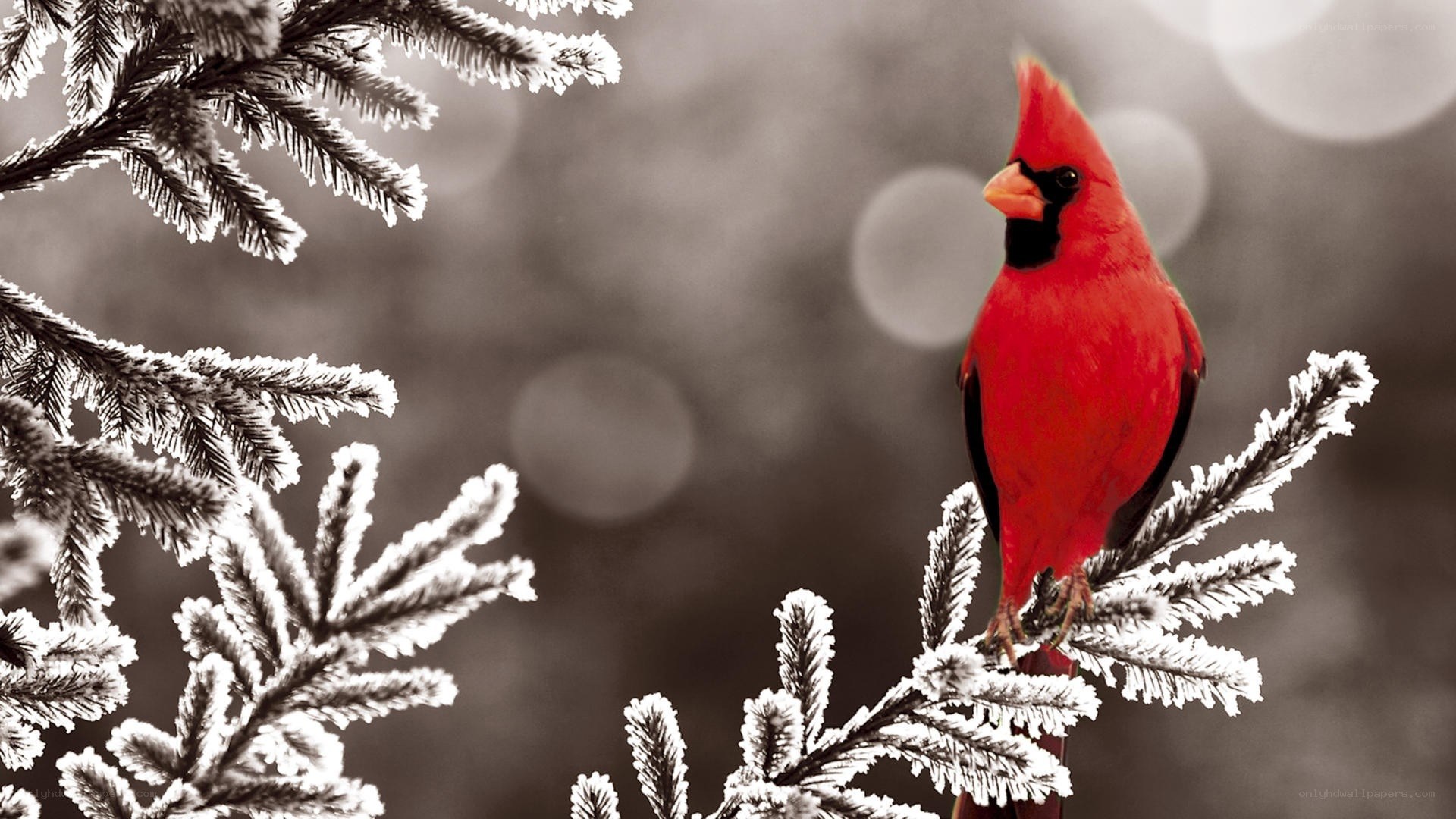 Red cardinal on frosty branch