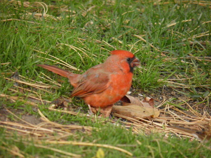 Red Cardinal on Grass — Calm, Morning