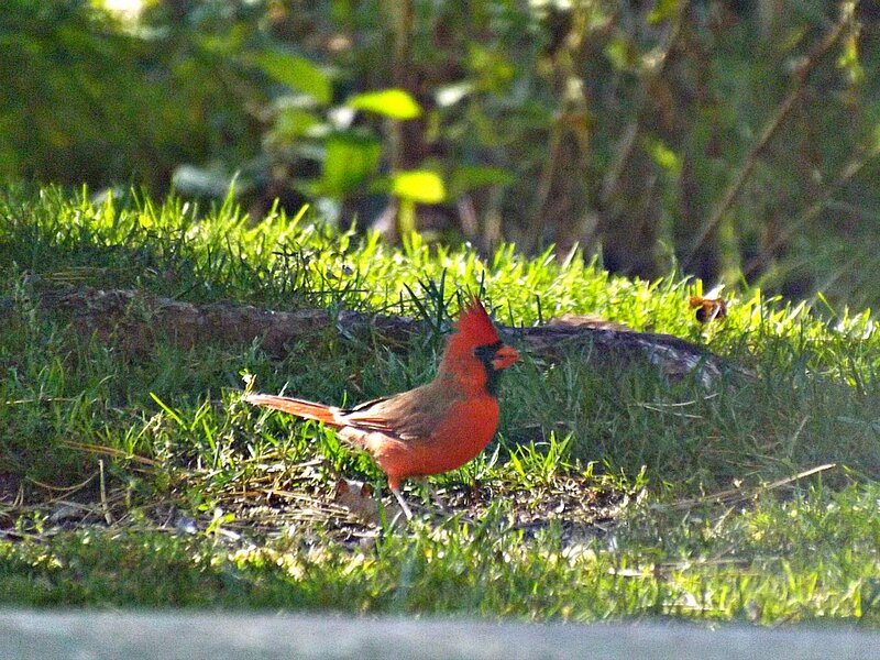 Red Cardinal on Grass — Calm