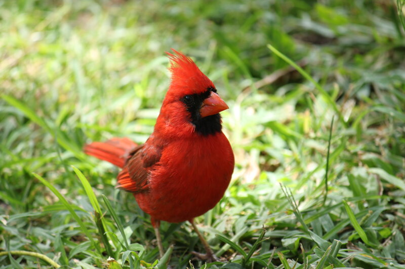Red cardinal on grass