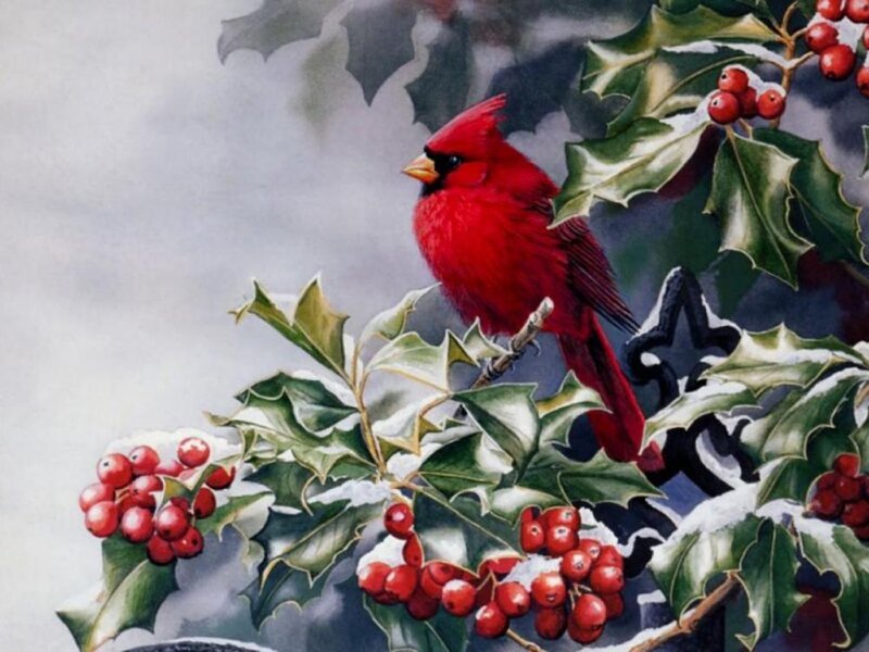 Red Cardinal on Holly — Calm