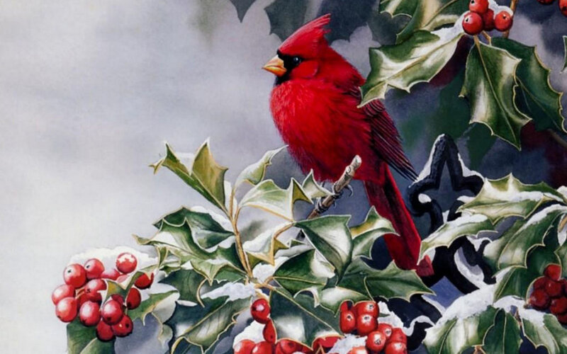 Red Cardinal on Holly — Calm, Winter, Painting