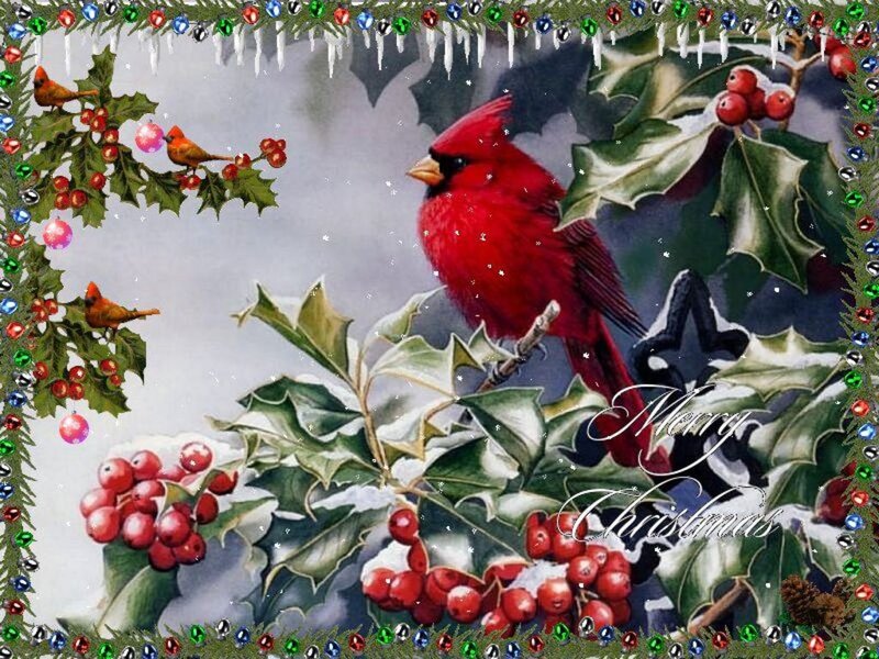 Red Cardinal on Holly — Festive, Winter, Illustration