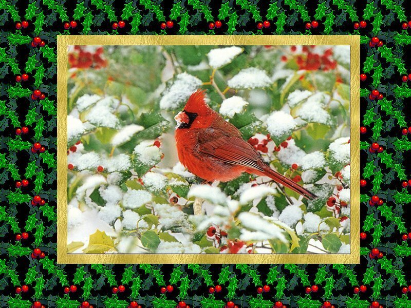 Red Cardinal on Holly — Festive, Winter