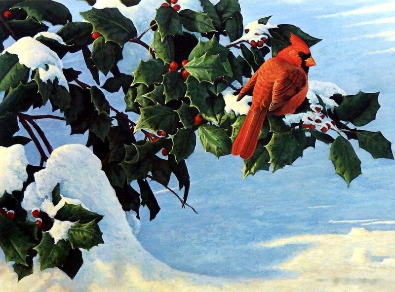 Red Cardinal on Holly — Serene