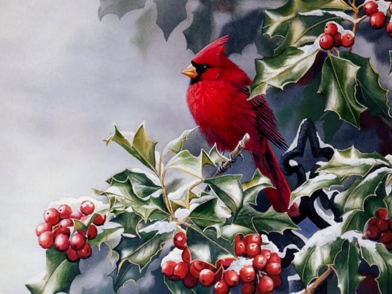 Red Cardinal on Holly