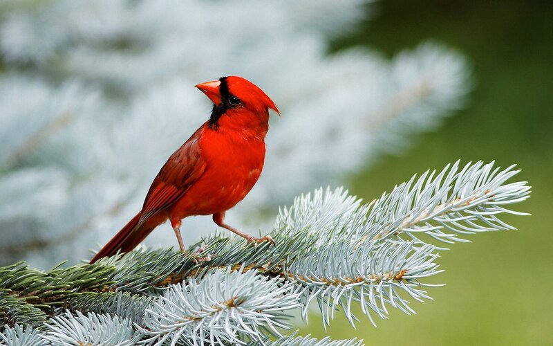 Red cardinal on pine branch