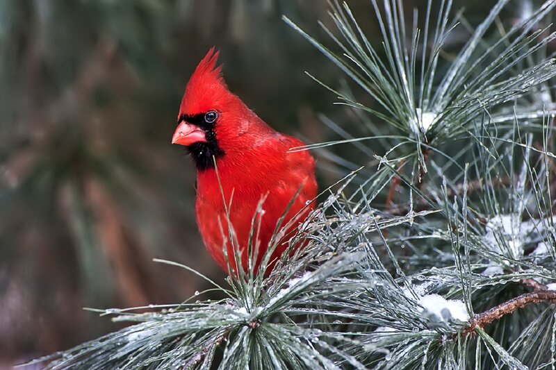 Red Cardinal on Pine Branch — Calm