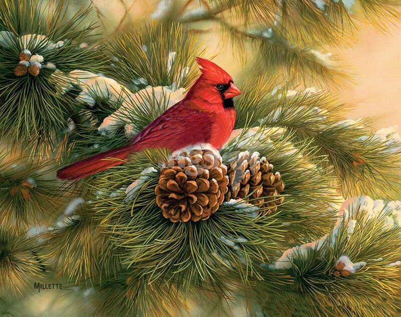 Red Cardinal on Pine Branch — Serene