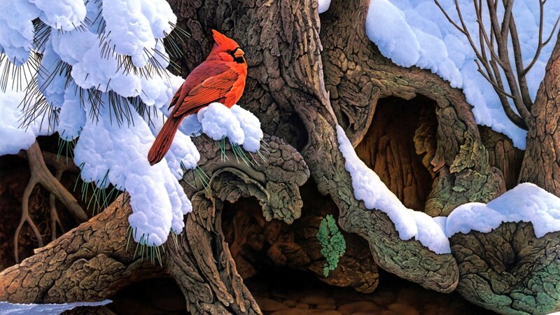 Red Cardinal on Snow-covered Branch