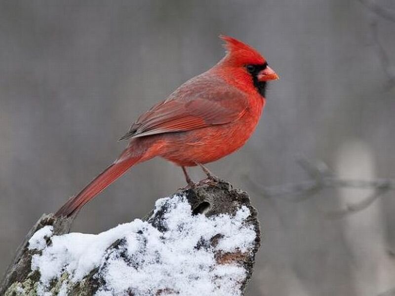 Red Cardinal on Snow-covered Rock