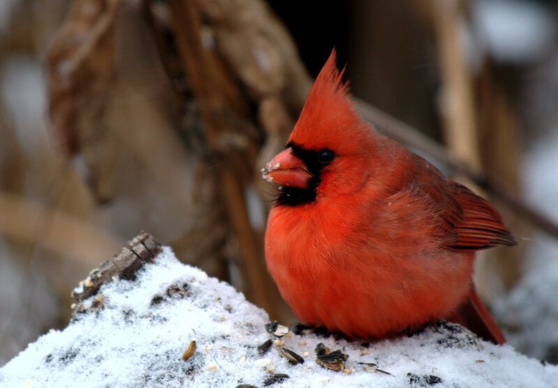 Red Cardinal on Snow