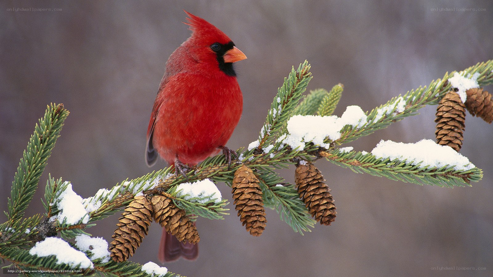 Red cardinal on snowy branch