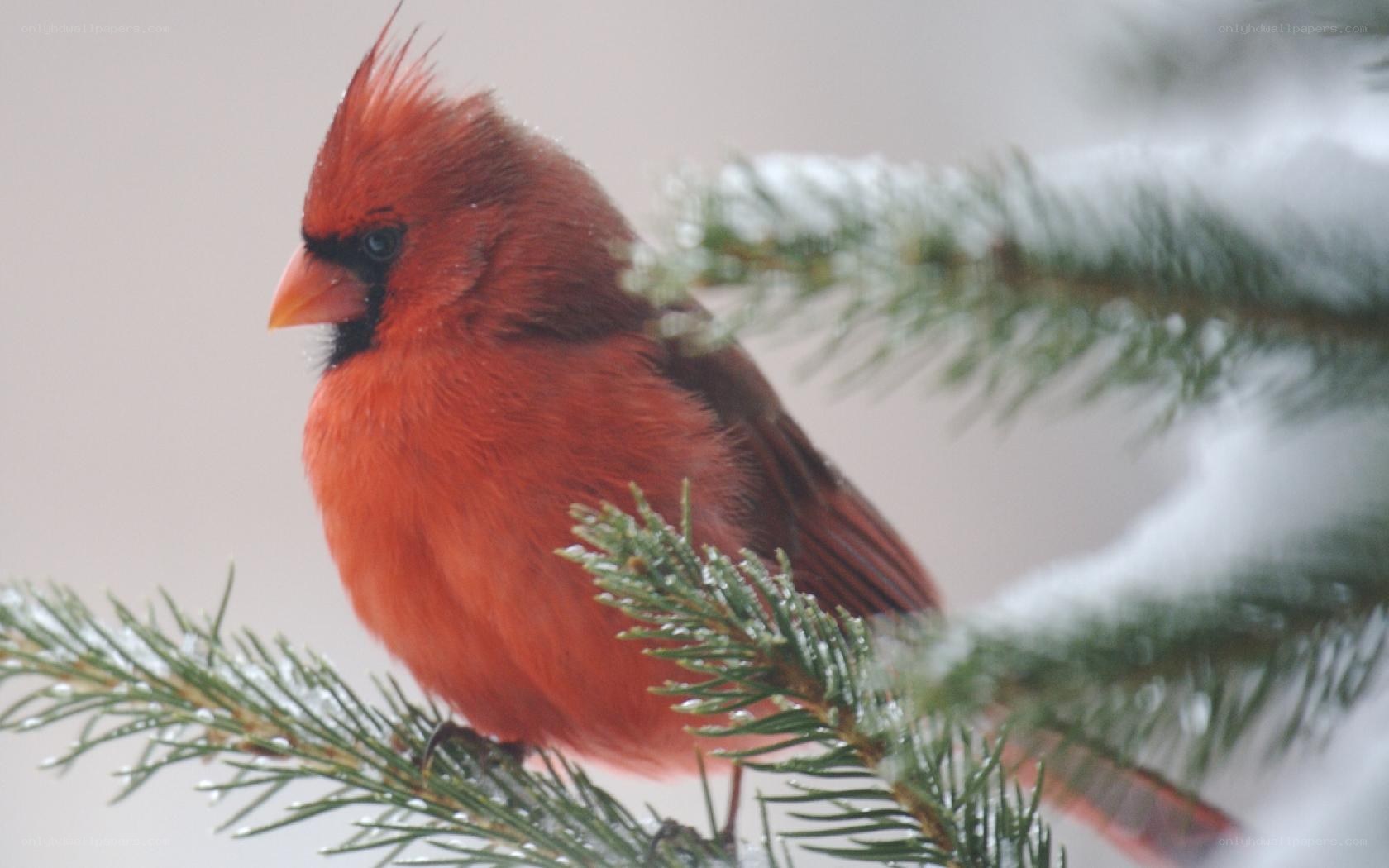 Red cardinal on snowy branch