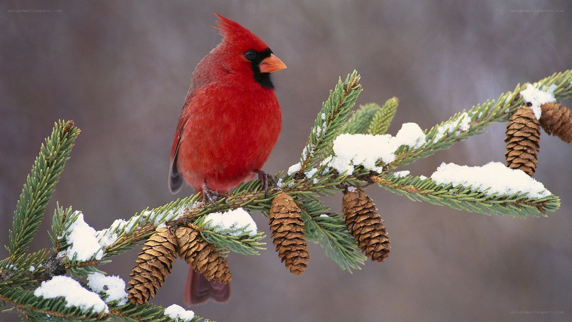 Red cardinal on snowy branch