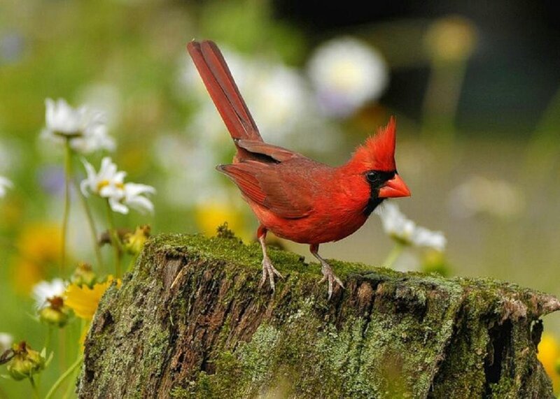 Red Cardinal on Stump