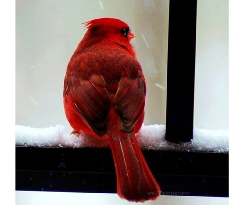 Red Cardinal on Windowsill