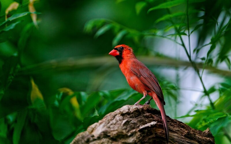 Red cardinal perched on a log