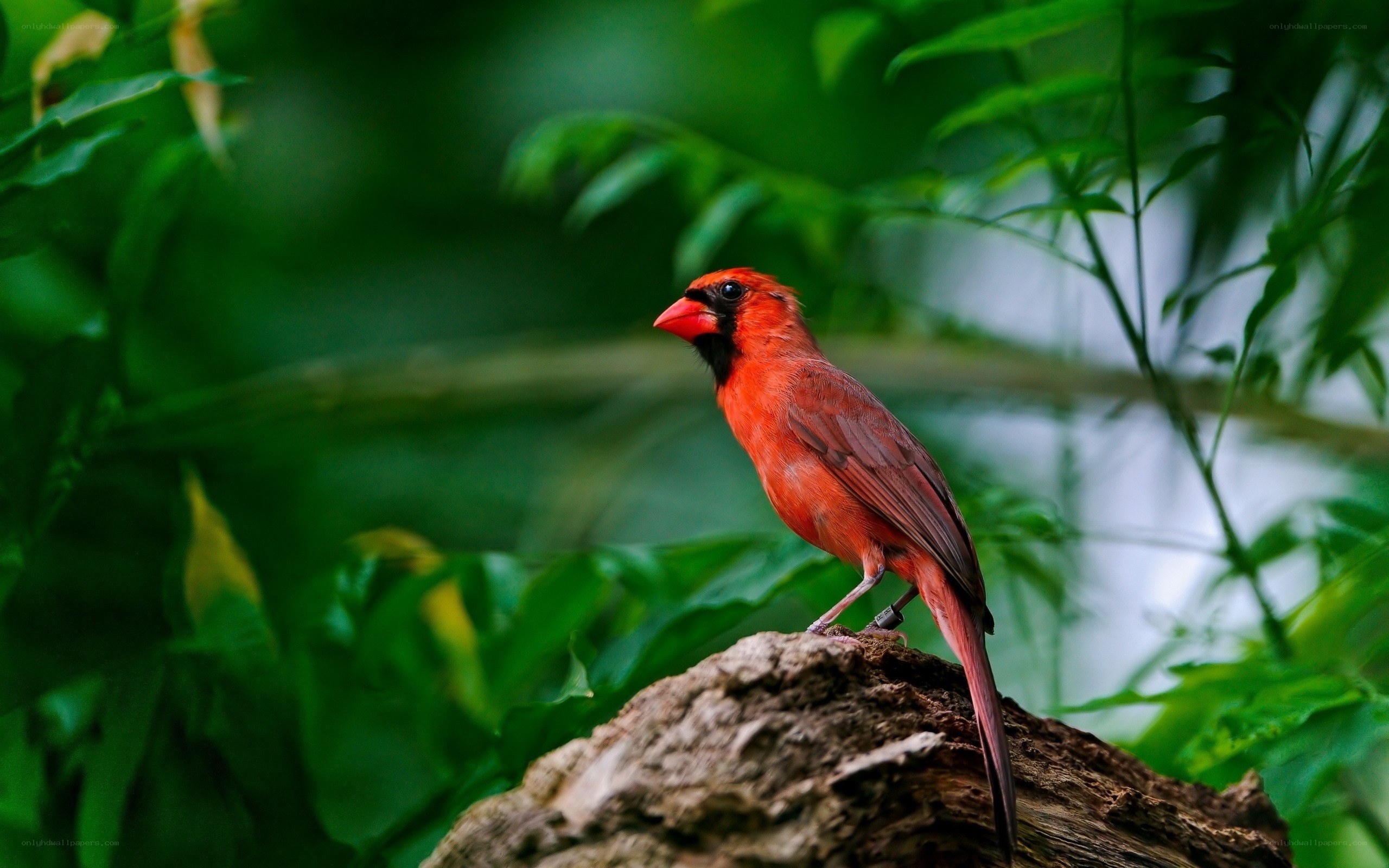 Red cardinal perched on a log