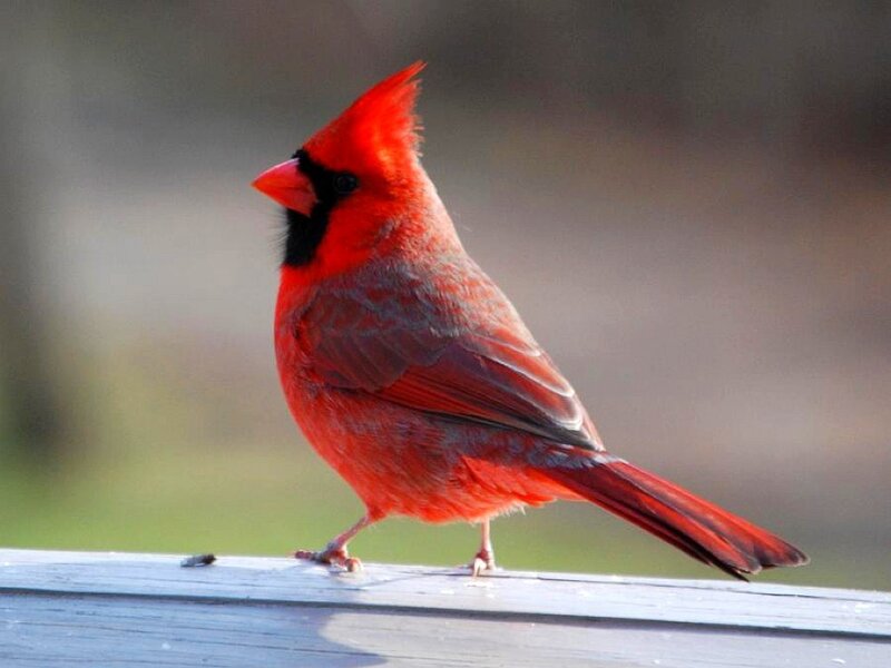 Red cardinal perched on a railing